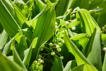 Lily of the valley (Convallaria majalis), blooming in the spring forest, close-up