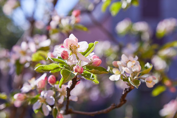 Obraz premium Blossoming apple tree in spring. Apple blossom, apple tree in garden