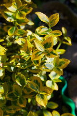 Fortune's spindle, winter creeper, wintercreeper - Euonymus fortunei 'Emerald'n'Gold'. Yellow and green leaves of euonymus fortunei 