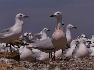 The slender-billed gull (Chroicocephalus genei) - medium-sized fish-eating gull inhabiting the waters of Eurasia and Africa