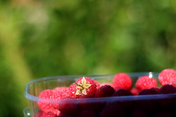 Freshly picked raspberries in a plastic packaging, in a garden. Selective focus, green background.