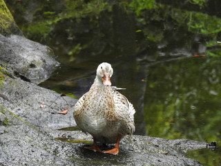 マガモの雌の白変種