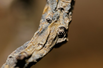 close up tree branch