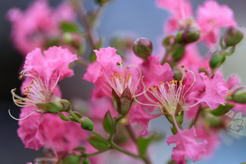 macro Grass Flower pink close up