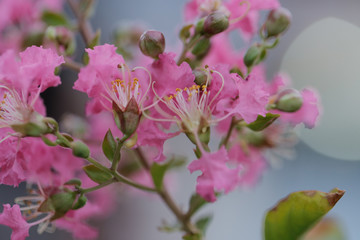 macro Grass Flower pink close up