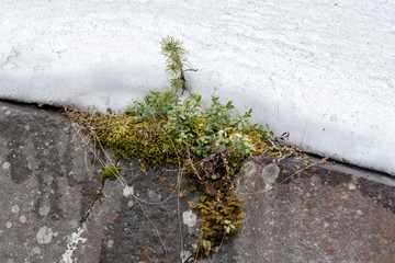 stones thawed from under snow in early spring
