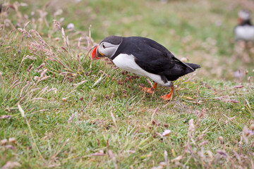 Puffin Bird Wildlife