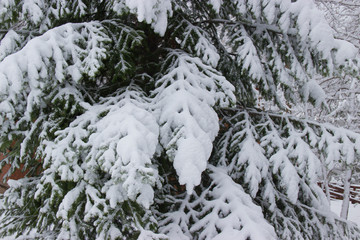 Suddenly there was a big snowfall. Snow covered the trees.