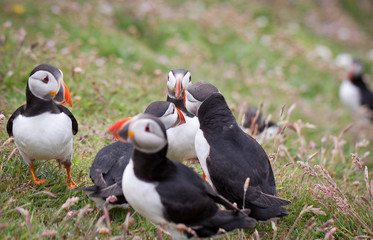 Puffin Bird Wildlife