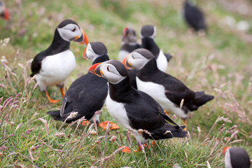 Puffin Bird Wildlife