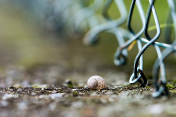Snail laied on a wall