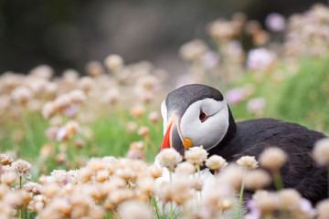 Puffin Bird Wildlife