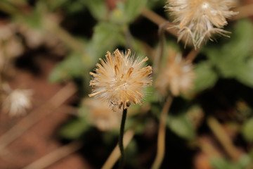 macro Grass Flower close up