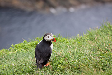 Puffin Bird Wildlife