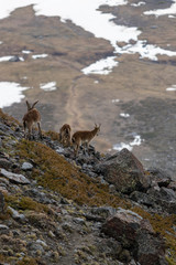 Ibex on rocks