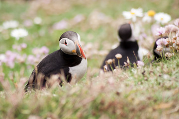 Puffin Bird Wildlife