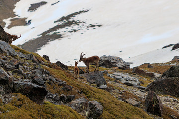 Ibex on rocks