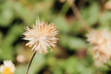 macro Grass Flower white close up