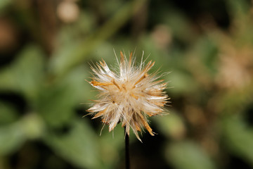 macro Grass Flower white close up