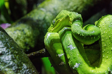 Fototapeta premium (Morelia viridis) green tree python in a tree looking at the pray