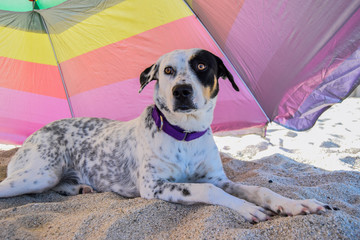 Perro en playa