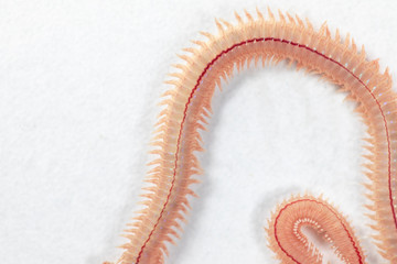 Sand Worm (Perinereis sp.) is the same species as sea worms (Polychaete), Living in a beach area with relatively shallow water levels for education in laboratory.