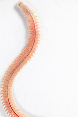 Sand Worm (Perinereis sp.) is the same species as sea worms (Polychaete), Living in a beach area with relatively shallow water levels for education in laboratory.
