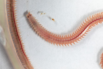 Sand Worm (Perinereis sp.) is the same species as sea worms (Polychaete), Living in a beach area with relatively shallow water levels for education in laboratory.