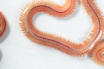 Sand Worm (Perinereis sp.) is the same species as sea worms (Polychaete), Living in a beach area with relatively shallow water levels for education in laboratory.