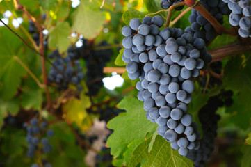 Obraz premium Uva tinta