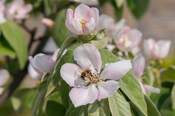close up bumble bee on pink cosmos flower pollen background, insect in summer. Bumble bee on bright pink flower. Bee on quince flower
