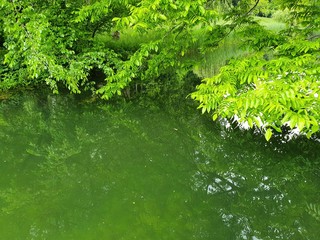 Obraz na płótnie Canvas green leaves in the water