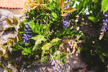 Old stone wall overgrown with lush green bush with purple flowers. Natural background close-up.