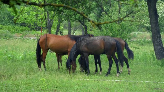 Horses grazing in the meadow. 4K