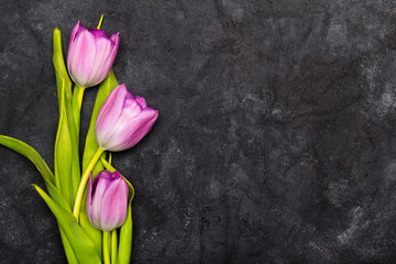 Tulip flower on dark background, copy space. A beautiful spring bouquet of pink flowers