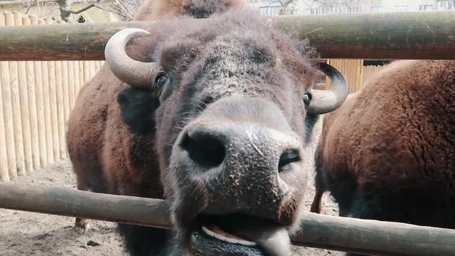 bison trying to lick the camera with a long tongue close-up slow motion
