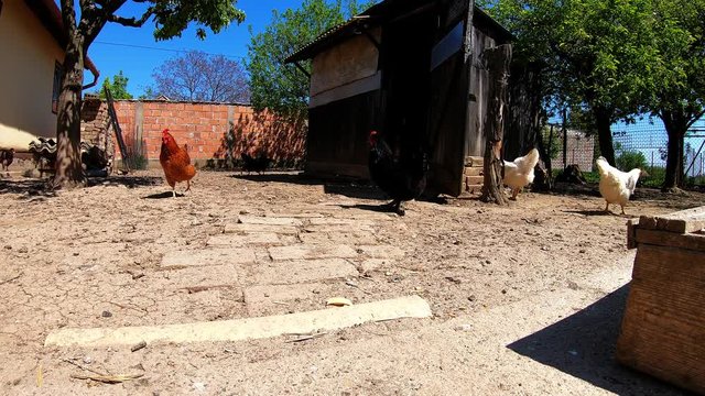 Free Range Chicken Eating And Running