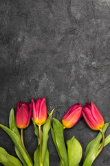 Tulip flower on dark background, copy space. A beautiful spring bouquet of red flowers