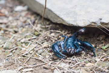 A scorpion usually live in the crevices.