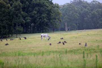 Känguru beim Fressen in Australien