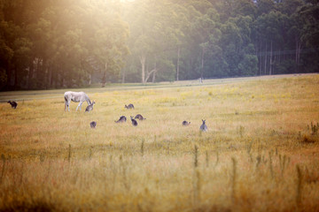 Känguru beim Fressen in Australien
