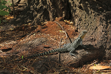 Echse in Australien