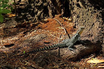 Echse in Australien