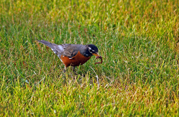 American robin on the ground, eating a worm