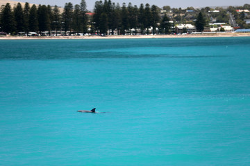 Delfine im Meer in Australien © Andrea Geiss