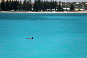 Delfine im Meer in Australien © Andrea Geiss