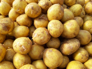 Closeup surface of  potatoes pile. Texture. Background. Vegetables.