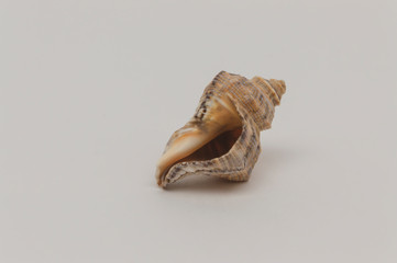 Sea shell on a white background close up