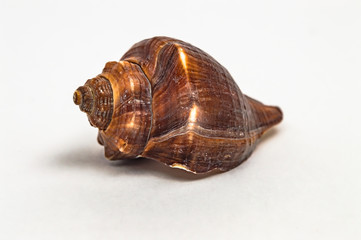 Sea shell on a white background close up