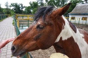 The head of a Kauri horse stretches for affection.